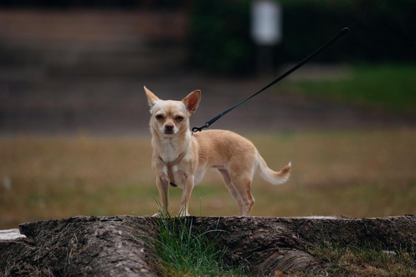 Könnte Big Data in der prädiktiven Wartung die Lebensdauer von Industrieanlagen maßgeblich steigern?